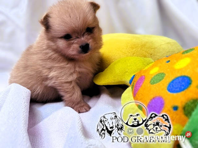 Szczeniaki pomeranian ZKwPFCI Szpic miniaturowy Pruszcz Gdański