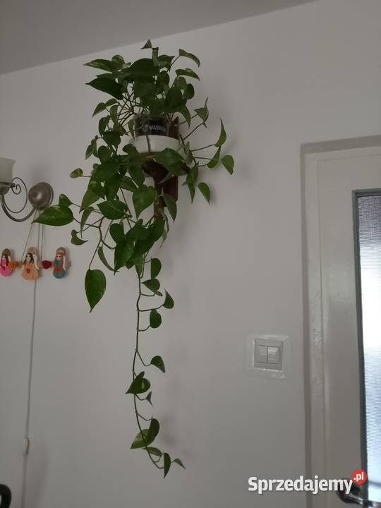 Filodendron pnący kwiaty żywe zdrowe dekoracyjne Łódź