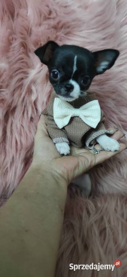 Gotowy Do Odbioru Piękny Chłopczyk Chihuahua Psy Ciszkowo sprzedam