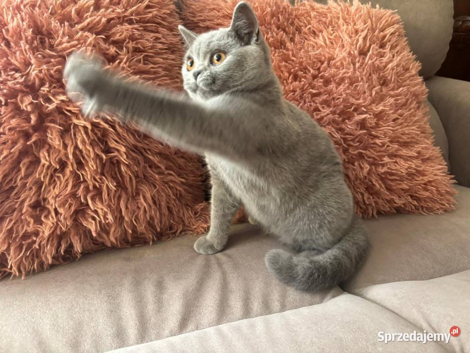 Kocięta brytyjskie z rodowodem FPL sprzedam