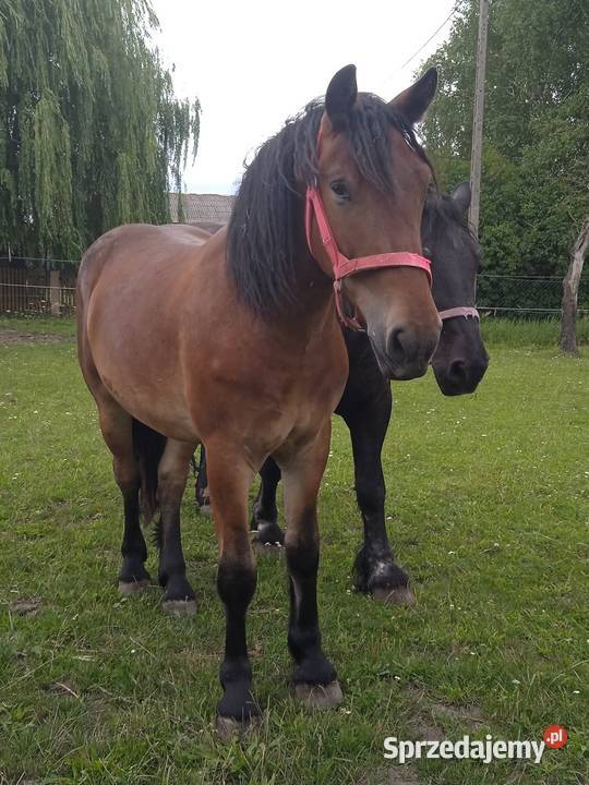 Sprzedam wałacha Zwierzęta Murowana Goślina