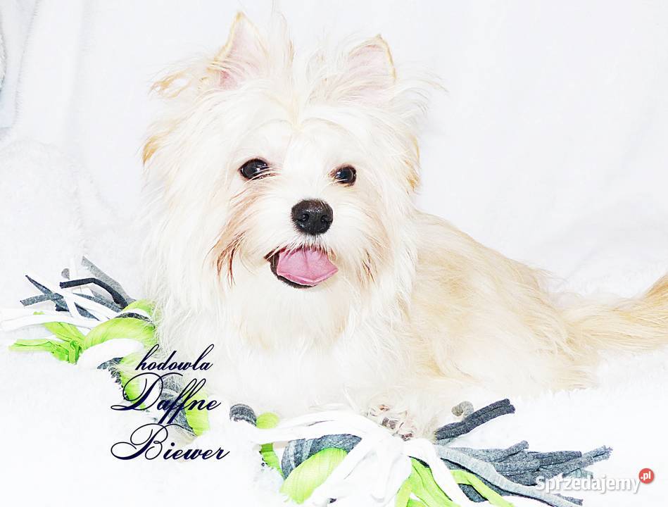 York Golddust Yorkshire Terrier śląskie