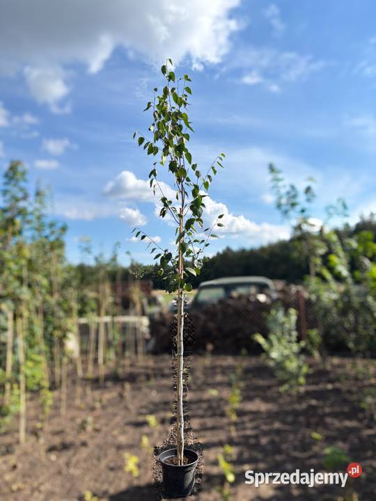 Brzoza pożyteczna Doorenbos 300 biała kora Sompolno