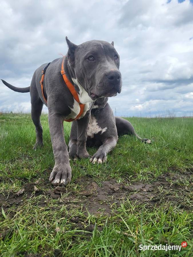 Szczeniaki American Bully XXL szukają domu Konin