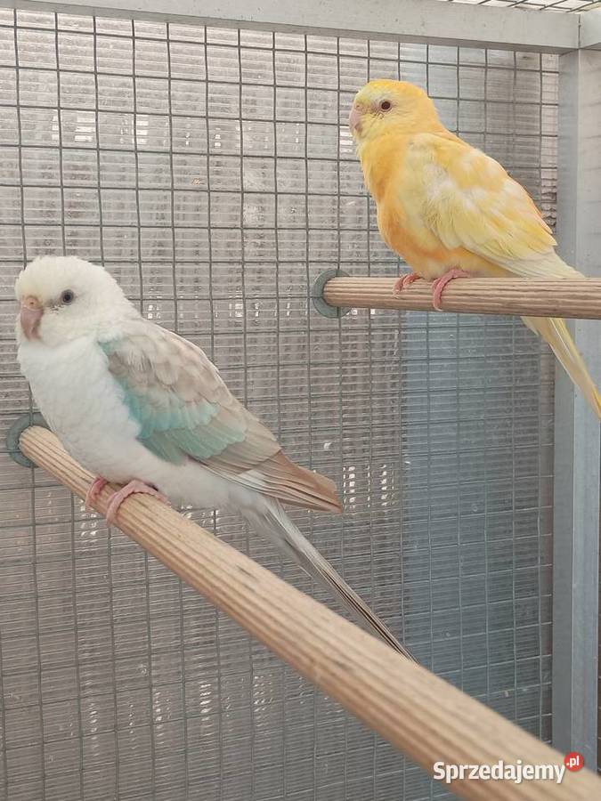 Świergotki para Kąty Wrocławskie