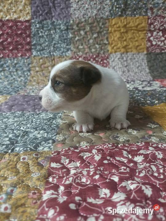 Wzorcowy gładki Jack Russell piękny exterrier