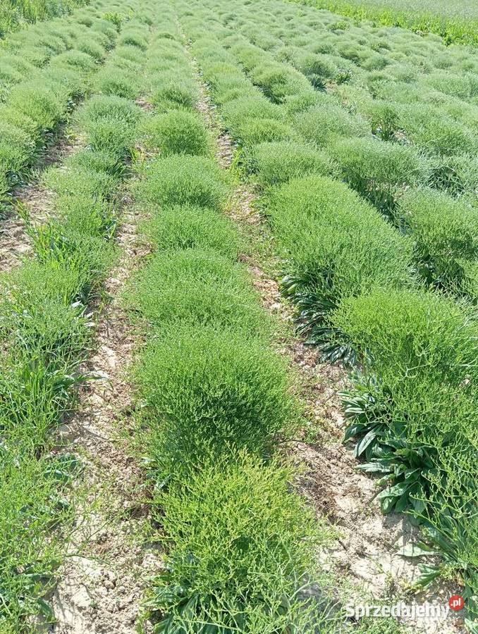 statica zatrwian tatarski 2025 Krasnystaw sprzedam