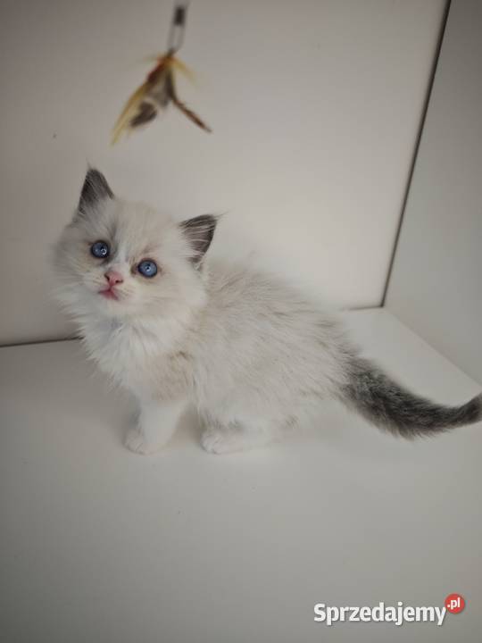 Ragdoll Kocięta Kołaków