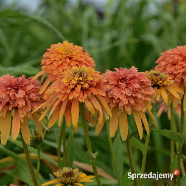 JEŻÓWKA Marmalade Echinacea - sadzonki w doniczkach