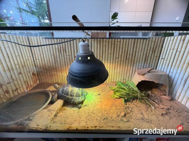 SPRZEDAM ŻÓŁWIA LĄDOWEGO Grodzisk Mazowiecki