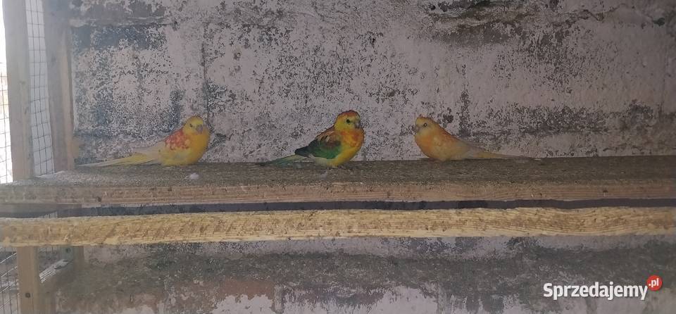 Świergotki 2025r Ptaki Pruchna