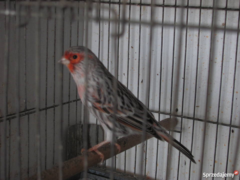 kanarki agatowe czerwona mozaika Dąbrowa Górnicza