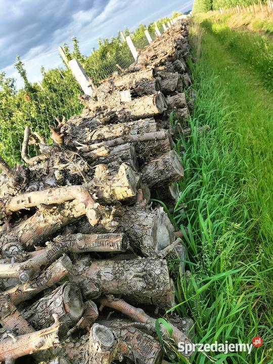Sprzedam drewno opałowe Ogrzewanie mazowieckie Warka sprzedam