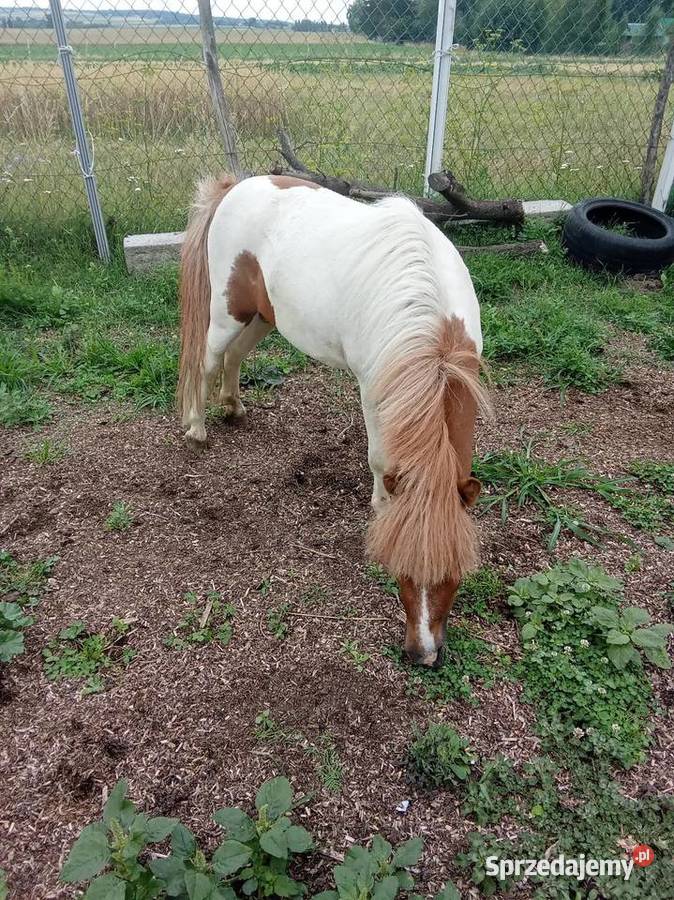 Kucyk świętokrzyskie