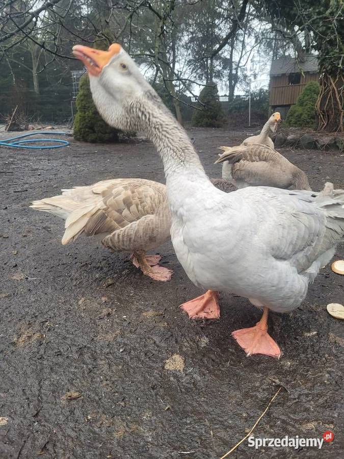 Gęsi Chołmogory Zielona Góra