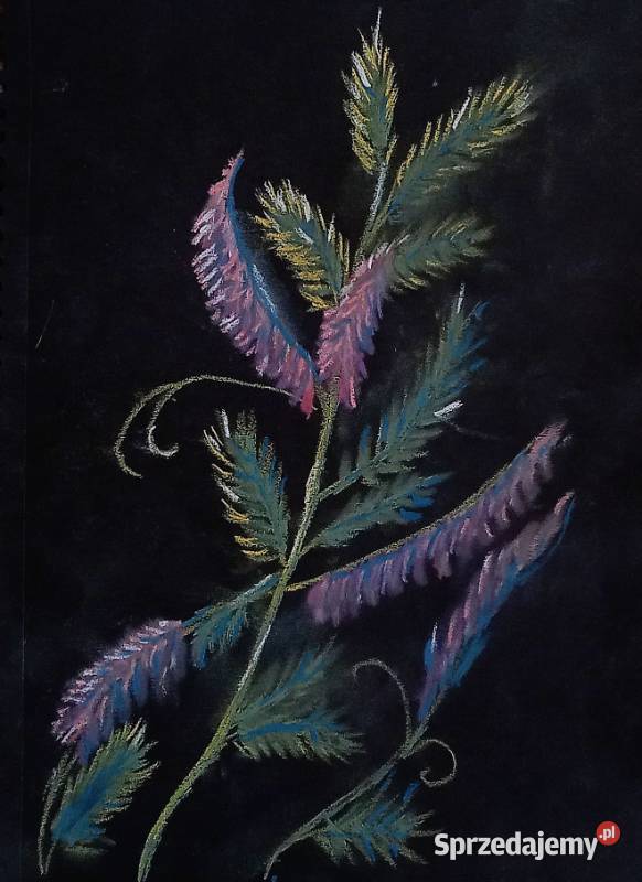 Wyka pastele suche śląskie Będzin