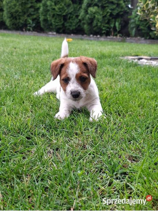 Szczenięta Jack Russell Terrier Gostyń