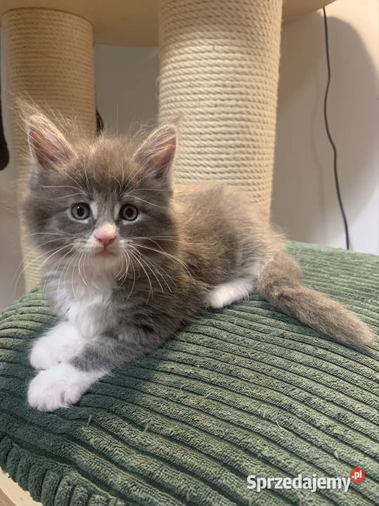 Maine Coon Srebny z białym klasycznie pręgowany Warszawa