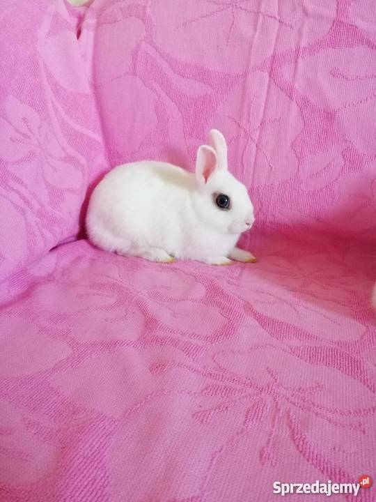 Króliczki karzelki króliczki miniaturki