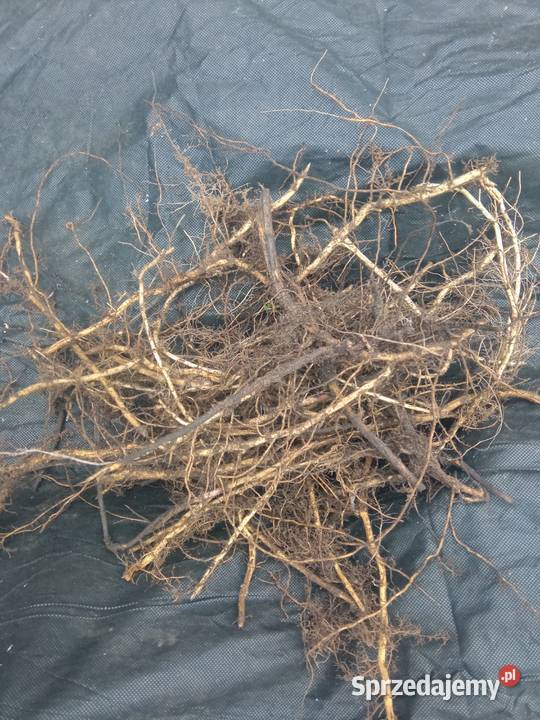 Kłącza mięty ogrodowej