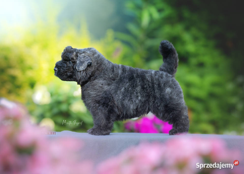 Bouvier des Flandres szczenięta sprzedam