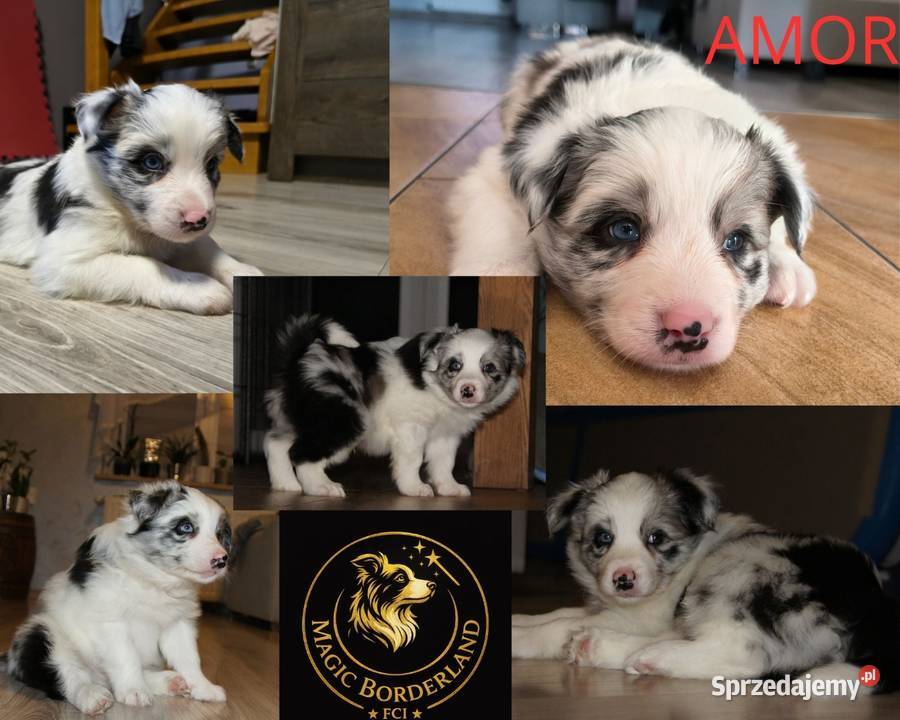 Szczeniaki Border Collie ZKwP FCI zachodniopomorskie Pęczerzyno