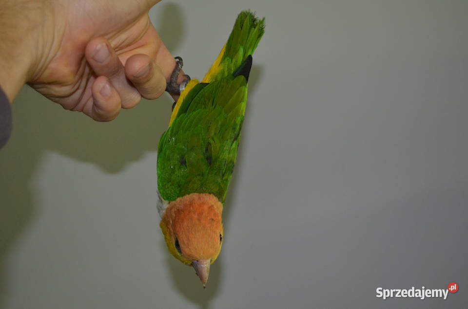 Barwinka Białobrzucha Kraków