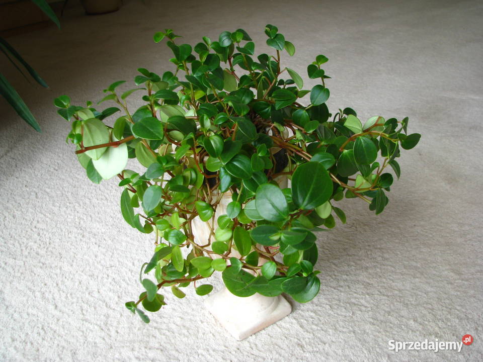 Mulenbekia piękna zdrowa roślinka ozdobna Brzegi