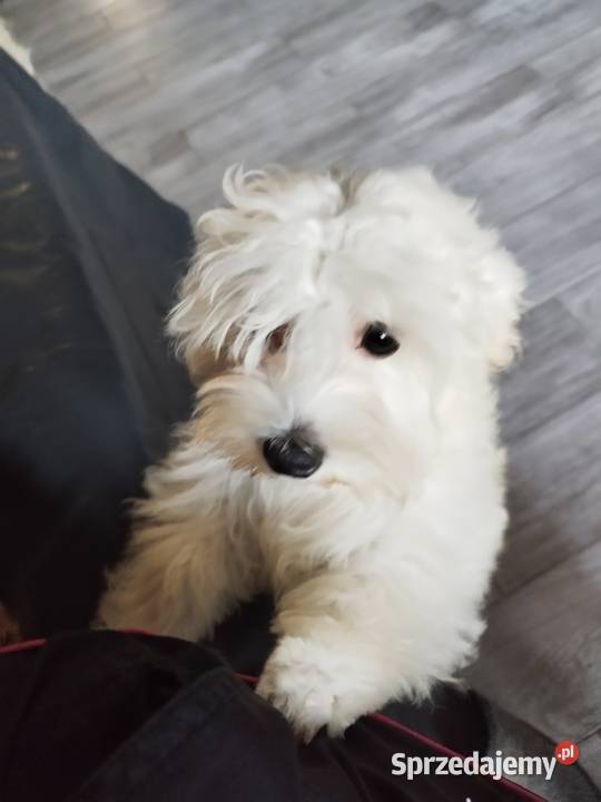 Piesek Maltipoo Kraków