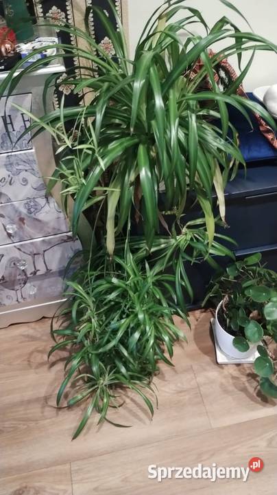 Kwiaty duże wyrośnięte palma asparagusBenjamin Krapkowice