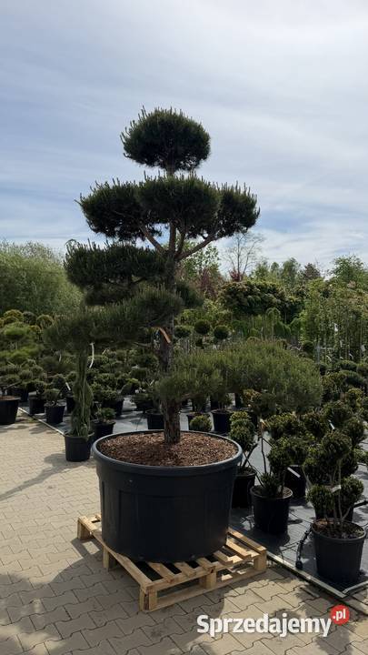 Sosna Sylvestris Bonsai 225250 wielkopolskie Kobyla Góra