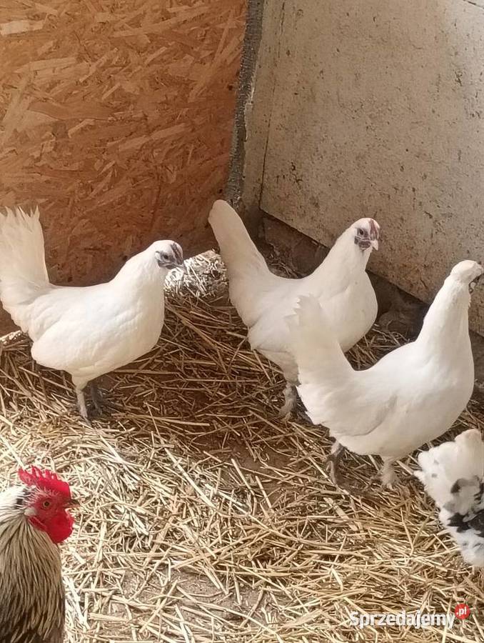 Kurki ayamacameni łódzkie Zduńska Wola