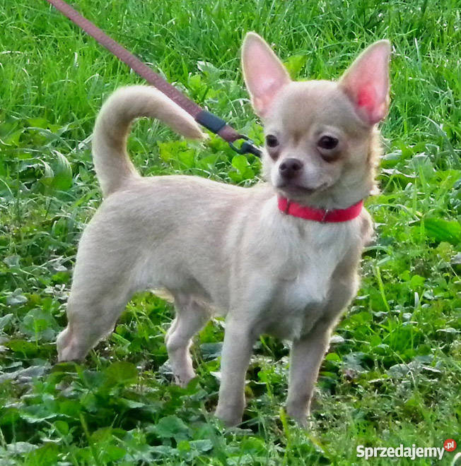 Chihuahua krótkowłosy z rodowodem ZKwP śląskie Dąbrowa sprzedam