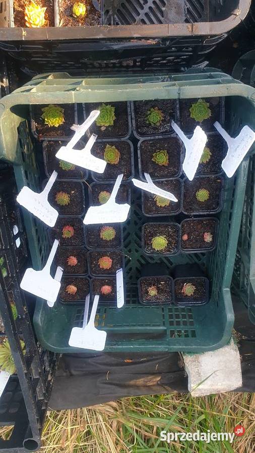 Rojniki Łódź sprzedam