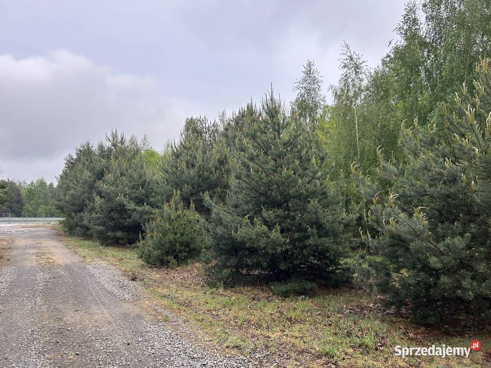 Sprzedam działkę rolną zadrzewioną 1550m2 trasie Sprzedaż Kock