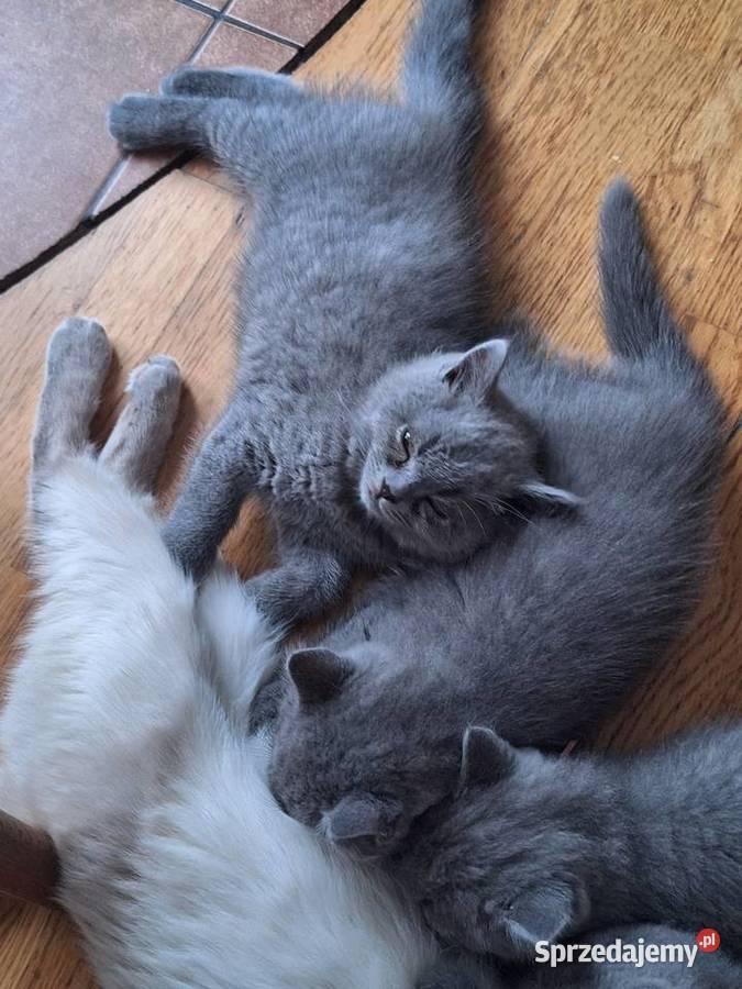 Kocięta brytyjskie kujawsko-pomorskie Lipno