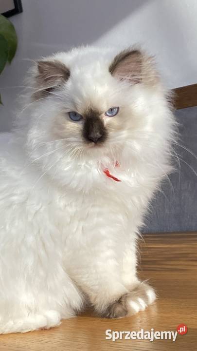 Piękna kotka hodowlana Ragdoll gotowa do śląskie Tychy