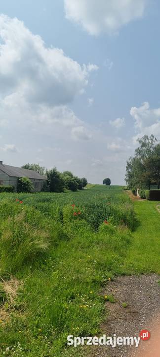 Dzialka 36arow Krzak Woj Lubelskie gm Nielisz sprzedam