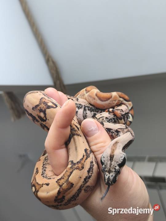 Wąż Boa Imperator 2025 sprzedam