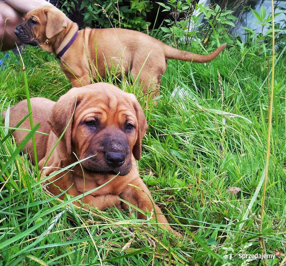 SZCZENIĘTA TOSA INU