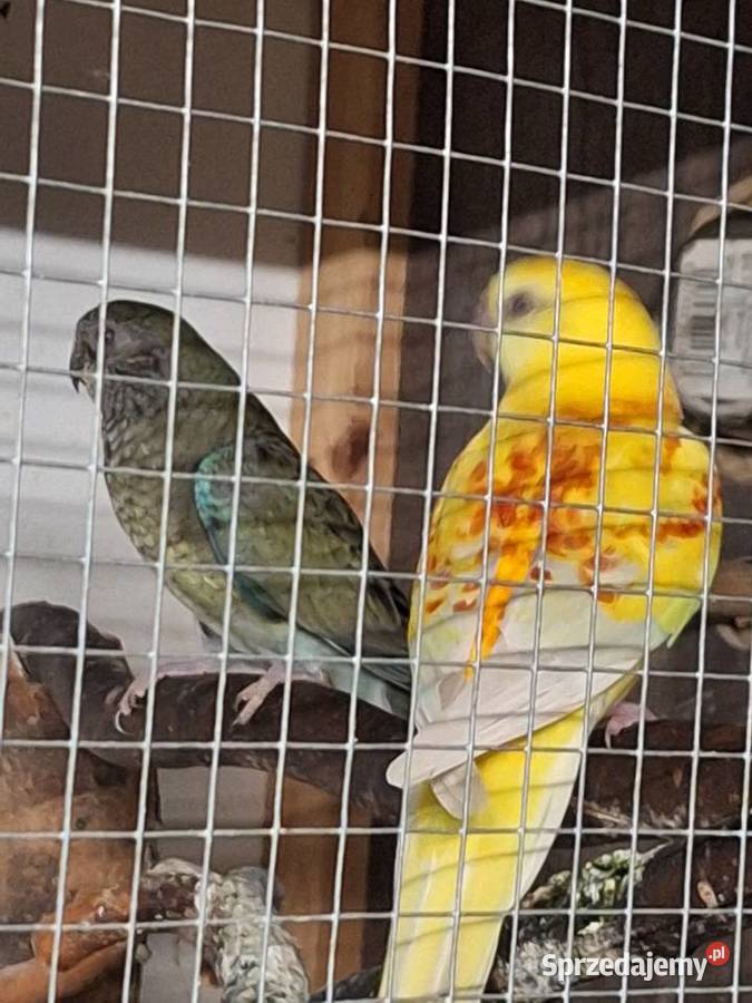 Papugi świergotki para legowa Żory