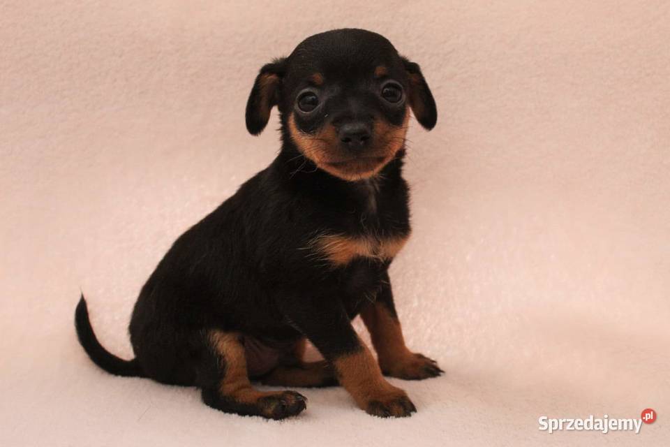 ratlerek miniaturka mazowieckie Przasnysz