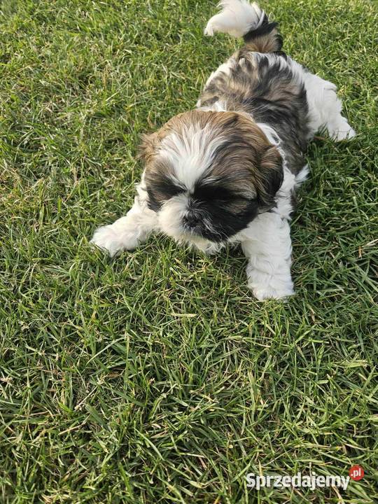 SHIHTZU TRICOLOR mazowieckie Łosice