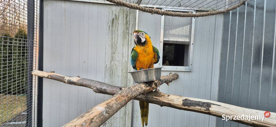 Ara Catalina samiec 2025 Rogoż