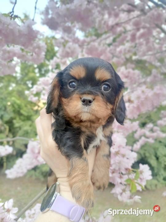 Cudny Cavalier King Charles Spaniel Żnin
