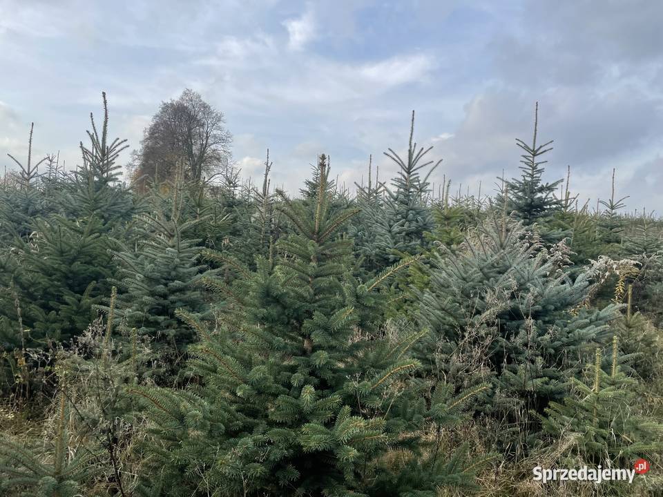 Choinki świerk srebrny Chojnata sprzedam
