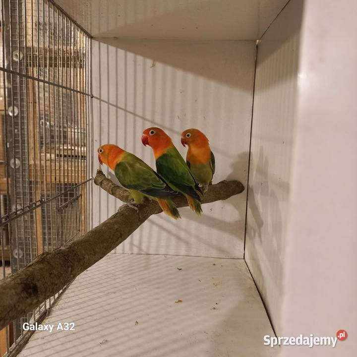 Nierozłączki fischera opale 2025r Garwolin