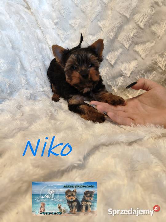 yorkshire terrier chłopiec Kraków sprzedam