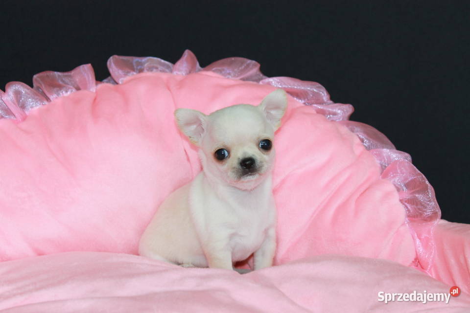 Chihuahua mini kremowy chłopiec ZKwP FCI zachodniopomorskie