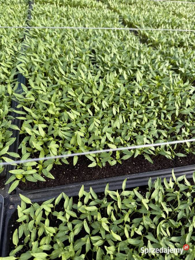 Siewka papryki do pikowania mazowieckie Potworów